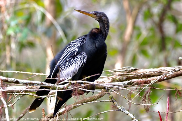 Anhinga  Picture Board by Tony Williams. Photography email tony-williams53@sky.com