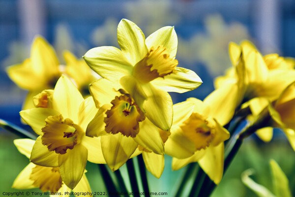 Daffodils  Picture Board by Tony Williams. Photography email tony-williams53@sky.com