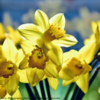 Buy canvas prints of Daffodils  by Tony Williams. Photography email tony-williams53@sky.com