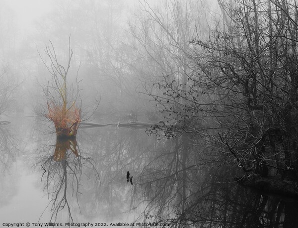 Misty Lake Picture Board by Tony Williams. Photography email tony-williams53@sky.com