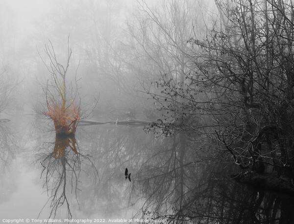 Misty morning by the lake Picture Board by Tony Williams. Photography email tony-williams53@sky.com