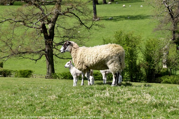 Mother and lamb Picture Board by Tony Williams. Photography email tony-williams53@sky.com