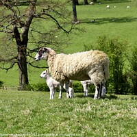 Buy canvas prints of Mother and lamb by Tony Williams. Photography email tony-williams53@sky.com