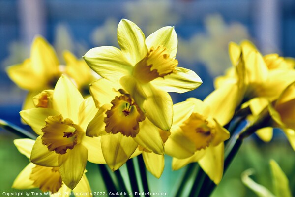 Daffodils  Picture Board by Tony Williams. Photography email tony-williams53@sky.com