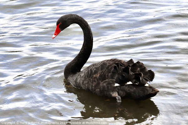 Black Swan Picture Board by Tony Williams. Photography email tony-williams53@sky.com