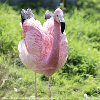 Buy canvas prints of A flamingo by Tony Williams. Photography email tony-williams53@sky.com