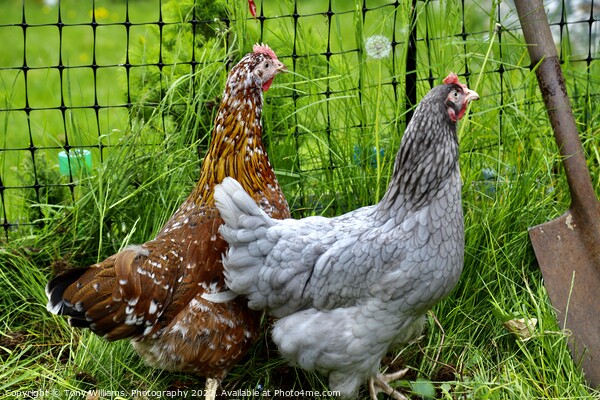 A pair of hybrid chickens Picture Board by Tony Williams. Photography email tony-williams53@sky.com