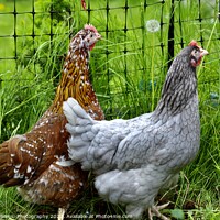 Buy canvas prints of A pair of hybrid chickens by Tony Williams. Photography email tony-williams53@sky.com