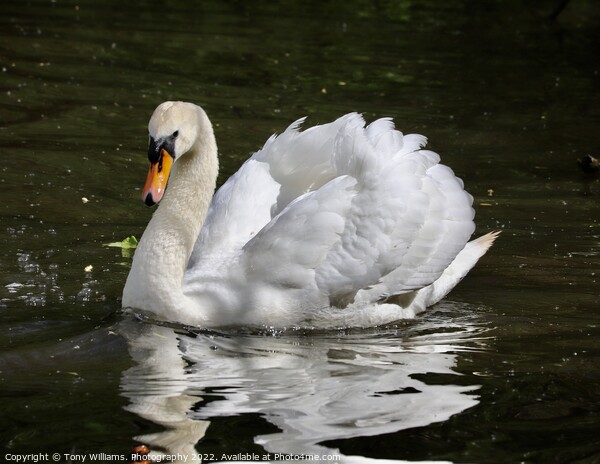 Elegant Swan Picture Board by Tony Williams. Photography email tony-williams53@sky.com