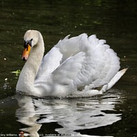 Buy canvas prints of Elegant Swan by Tony Williams. Photography email tony-williams53@sky.com