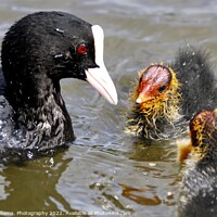 Buy canvas prints of Mother and chicks by Tony Williams. Photography email tony-williams53@sky.com
