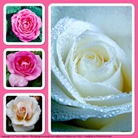 Buy canvas prints of Roses and Raindrops  by Tony Williams. Photography email tony-williams53@sky.com