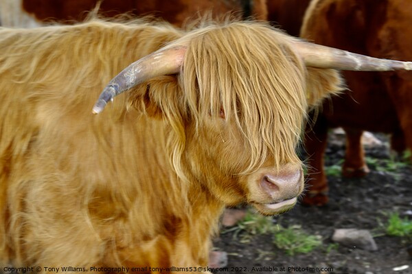 Highland Cattle Picture Board by Tony Williams. Photography email tony-williams53@sky.com