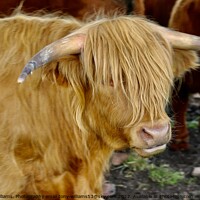 Buy canvas prints of Highland Cattle by Tony Williams. Photography email tony-williams53@sky.com