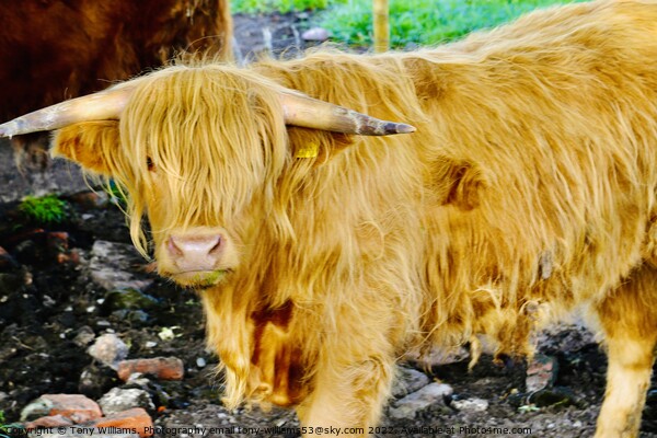 Highland cattle 2 Picture Board by Tony Williams. Photography email tony-williams53@sky.com