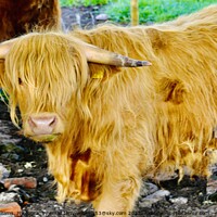 Buy canvas prints of Highland cattle 2 by Tony Williams. Photography email tony-williams53@sky.com