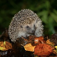 Buy canvas prints of Harry the hedgehog  by Tony Williams. Photography email tony-williams53@sky.com