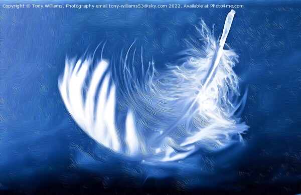 Light as a feather Picture Board by Tony Williams. Photography email tony-williams53@sky.com