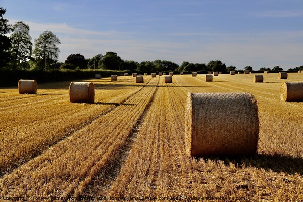 Summer Bales Picture Board by Tony Williams. Photography email tony-williams53@sky.com