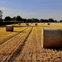 Buy canvas prints of Summer Bales by Tony Williams. Photography email tony-williams53@sky.com