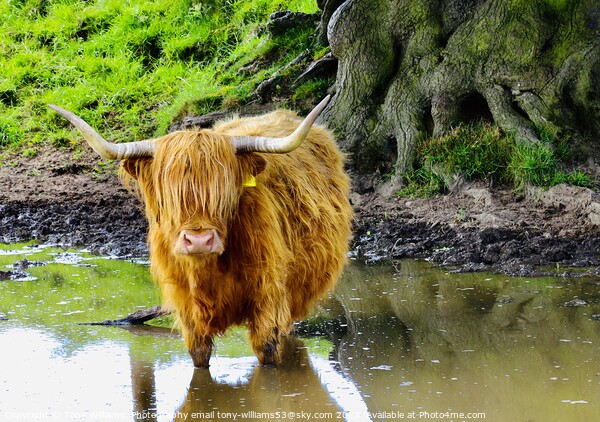 A brown cow standing next to a body of water Picture Board by Tony Williams. Photography email tony-williams53@sky.com