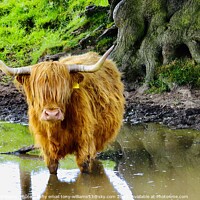 Buy canvas prints of A brown cow standing next to a body of water by Tony Williams. Photography email tony-williams53@sky.com
