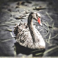 Buy canvas prints of Black Swan by Tony Williams. Photography email tony-williams53@sky.com