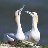 Buy canvas prints of Gannets in love by Tony Williams. Photography email tony-williams53@sky.com