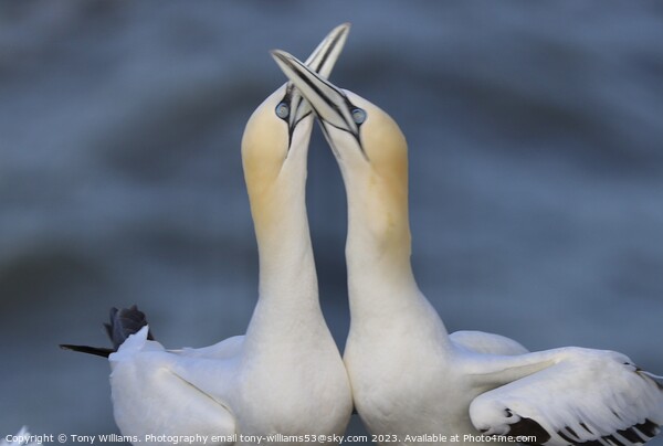 Courting Gannets  Picture Board by Tony Williams. Photography email tony-williams53@sky.com