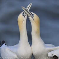 Buy canvas prints of Courting Gannets  by Tony Williams. Photography email tony-williams53@sky.com
