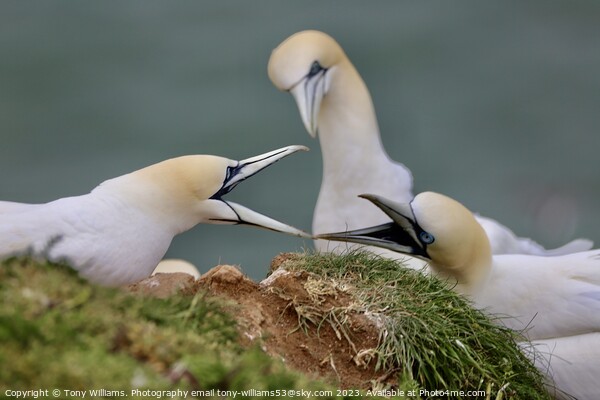 Two gannets bickering  Picture Board by Tony Williams. Photography email tony-williams53@sky.com
