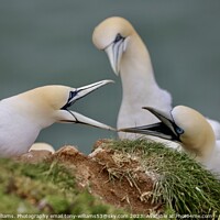 Buy canvas prints of Two gannets bickering  by Tony Williams. Photography email tony-williams53@sky.com