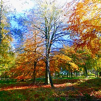 Buy canvas prints of  Beautiful Autumn by Tony Williams. Photography email tony-williams53@sky.com