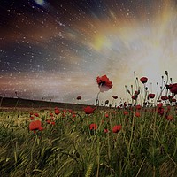 Buy canvas prints of Poppy Fields by Tony Williams. Photography email tony-williams53@sky.com
