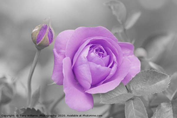 Lilac Rose Picture Board by Tony Williams. Photography email tony-williams53@sky.com