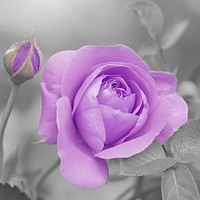 Buy canvas prints of Lilac Rose by Tony Williams. Photography email tony-williams53@sky.com