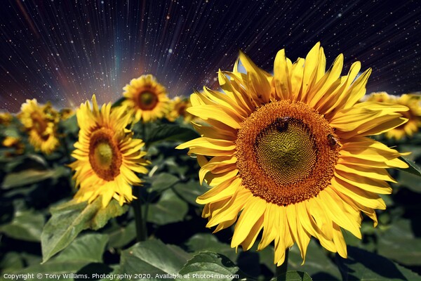 Happy Sunflowers  Picture Board by Tony Williams. Photography email tony-williams53@sky.com