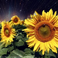 Buy canvas prints of Happy Sunflowers  by Tony Williams. Photography email tony-williams53@sky.com