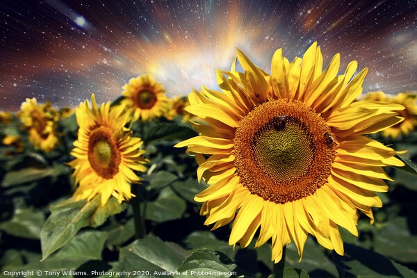 Starburst of Sunflowers Picture Board by Tony Williams. Photography email tony-williams53@sky.com