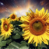 Buy canvas prints of Starburst of Sunflowers by Tony Williams. Photography email tony-williams53@sky.com