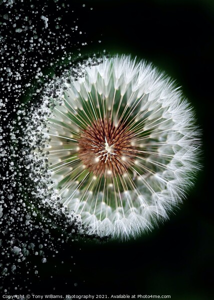 Dandelion Head Picture Board by Tony Williams. Photography email tony-williams53@sky.com