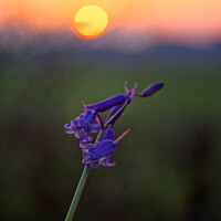 Buy canvas prints of Bluebells at sunset by Duncan Savidge