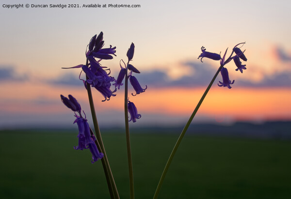 Bluebells at sunset Picture Board by Duncan Savidge
