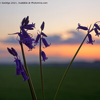 Buy canvas prints of Bluebells at sunset by Duncan Savidge