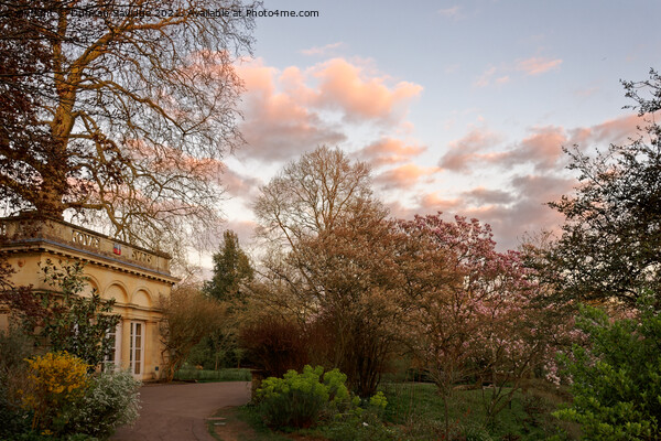 Cotton Candy skies at the Botanical Garden Picture Board by Duncan Savidge