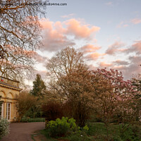 Buy canvas prints of Cotton Candy skies at the Botanical Garden by Duncan Savidge