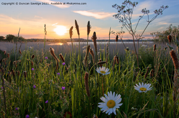Chew Valley Lake Daisy sunset Picture Board by Duncan Savidge
