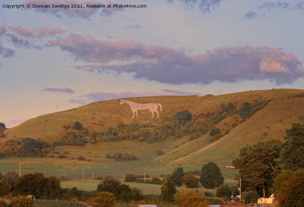 Golden light on the Westbury white horse Picture Board by Duncan Savidge