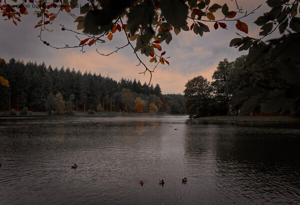 Autumn at Shear Water Picture Board by Duncan Savidge