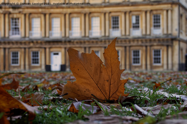 Autumn leaf at the Circus Bath Picture Board by Duncan Savidge